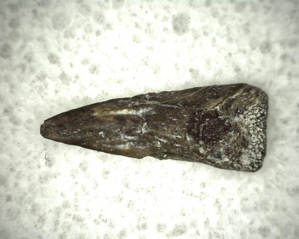 Genuine Fossil Trimerorhacis Amphibian Bone from Oklahoma for Sale #1b