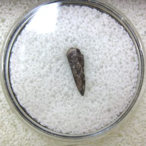 Genuine Fossil Trimerorhacis Amphibian Bone from Oklahoma for Sale #2