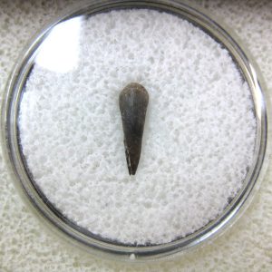 Genuine Fossil Trimerorhacis Amphibian Bone from Oklahoma for Sale #4