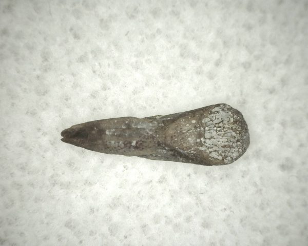 Genuine Fossil Trimerorhacis Amphibian Bone from Oklahoma for Sale #4b