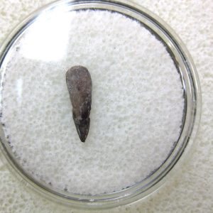 Genuine Fossil Trimerorhacis Amphibian Bone from Oklahoma for Sale #7