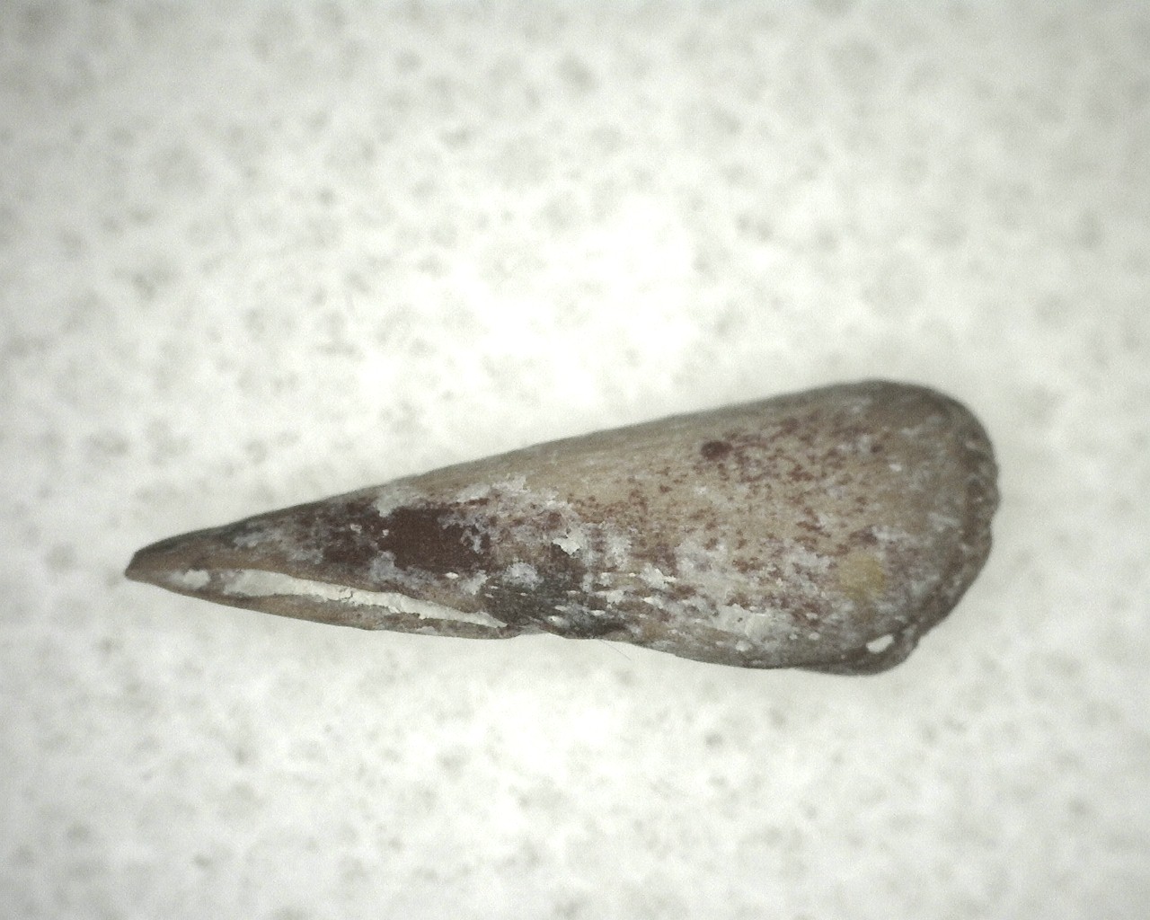 oklahoma-permian-trimerorhachis-claw-7a.jpg | Fossils for Sale Genuine Fossil Trimerorhacis Amphibian Bone from Oklahoma for Sale #7a