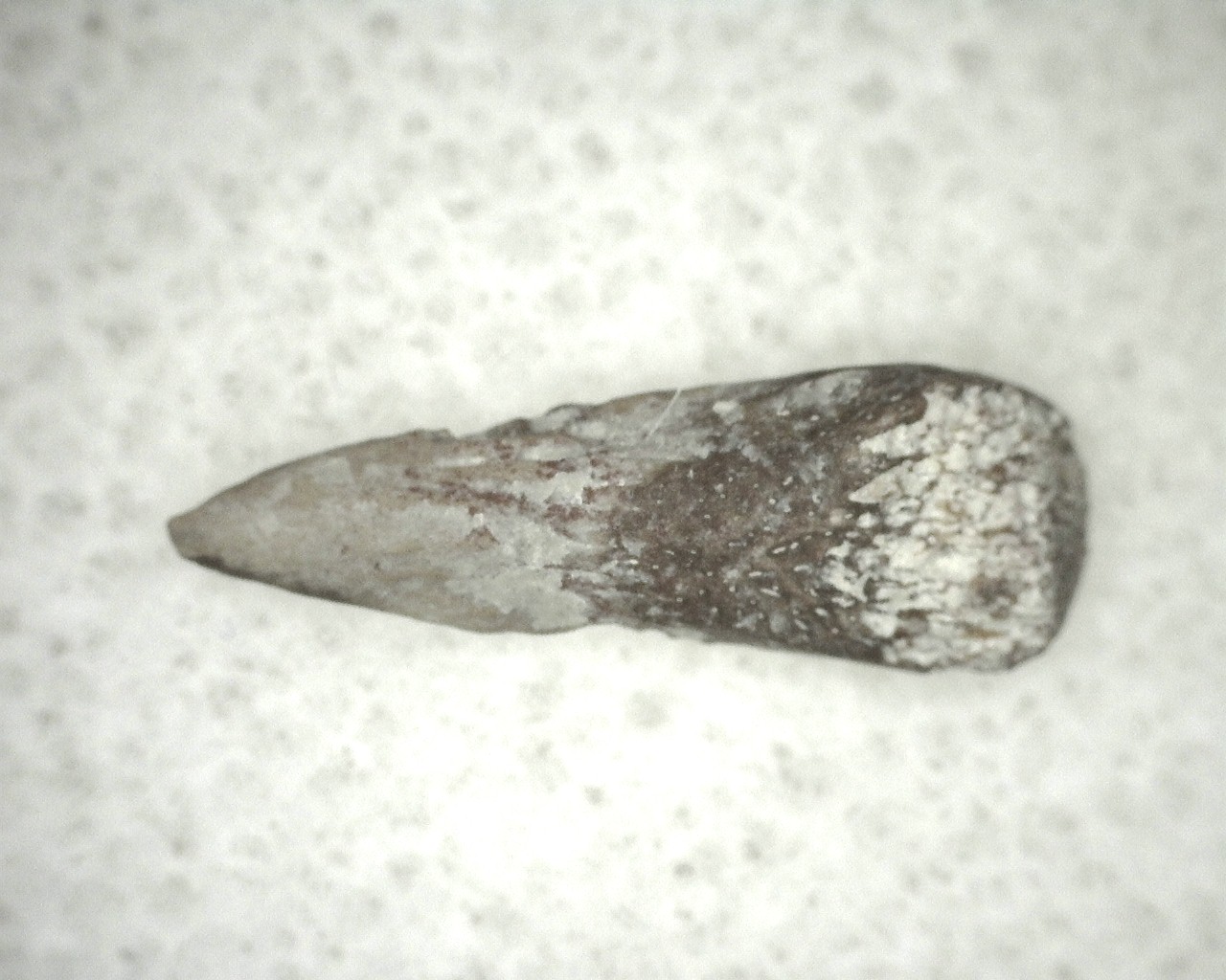 oklahoma-permian-trimerorhachis-claw-7b.jpg | Fossils for Sale Genuine Fossil Trimerorhacis Amphibian Bone from Oklahoma for Sale #7b