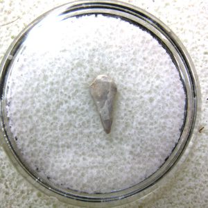 Genuine Fossil Trimerorhacis Amphibian Bone from Oklahoma for Sale #8