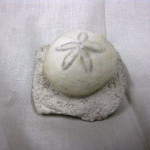 Genuine Oligocene Age Rhyncholampas Echinoid Fossils for Sale from Florida #1