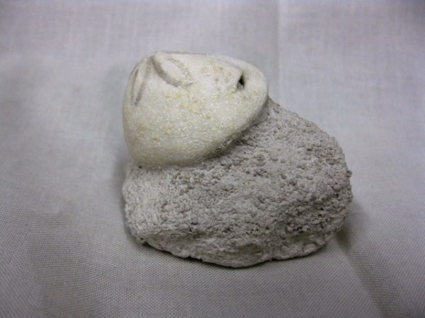 Genuine Oligocene Age Rhyncholampas Echinoid Fossils for Sale from Florida #1a