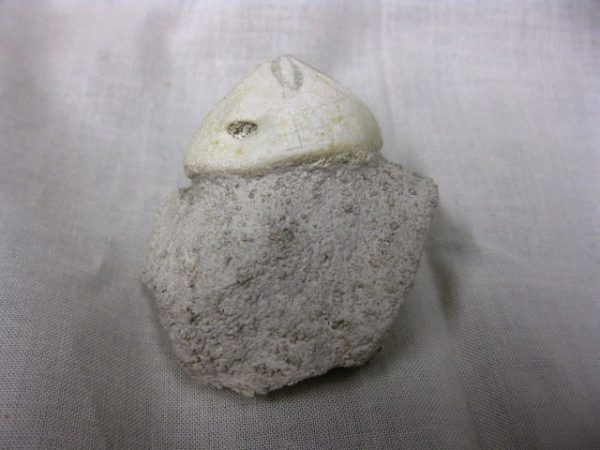 Genuine Oligocene Age Rhyncholampas Echinoid Fossils for Sale from Florida #1b