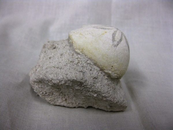 Genuine Oligocene Age Rhyncholampas Echinoid Fossils for Sale from Florida #1c