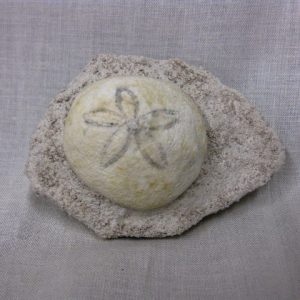 Genuine Oligocene Age Rhyncholampas Echinoid Fossils for Sale from Florida #2