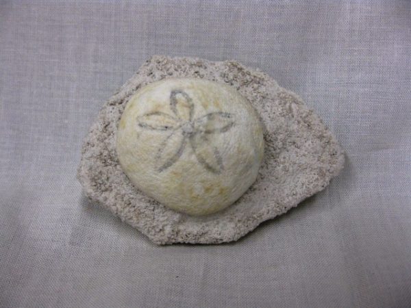 Genuine Oligocene Age Rhyncholampas Echinoid Fossils for Sale from Florida #2