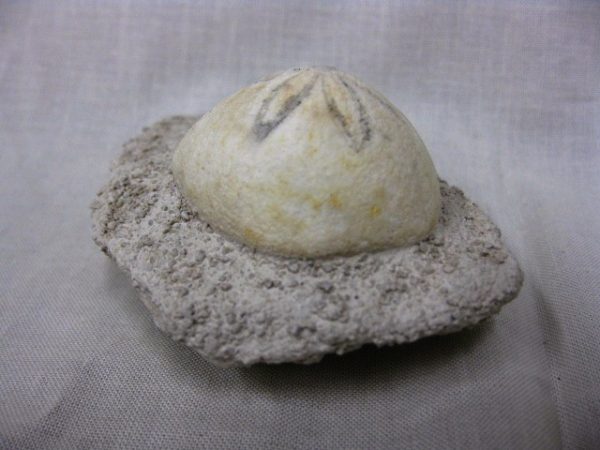 Genuine Oligocene Age Rhyncholampas Echinoid Fossils for Sale from Florida #2b