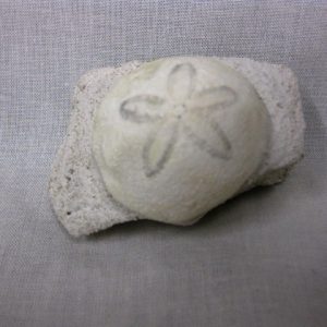 Genuine Oligocene Age Rhyncholampas Echinoid Fossils for Sale from Florida #3