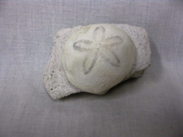 Genuine Oligocene Age Rhyncholampas Echinoid Fossils for Sale from Florida #3