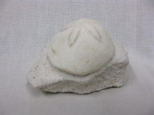 Genuine Oligocene Age Rhyncholampas Echinoid Fossils for Sale from Florida #3a