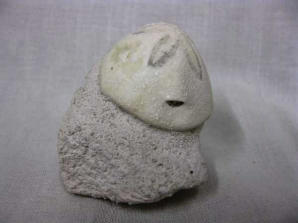 Genuine Oligocene Age Rhyncholampas Echinoid Fossils for Sale from Florida #3b