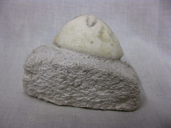 Genuine Oligocene Age Rhyncholampas Echinoid Fossils for Sale from Florida #3c