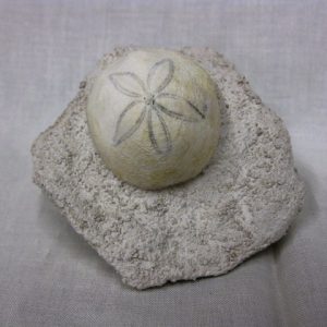 Genuine Oligocene Age Rhyncholampas Echinoid Fossils for Sale from Florida #5