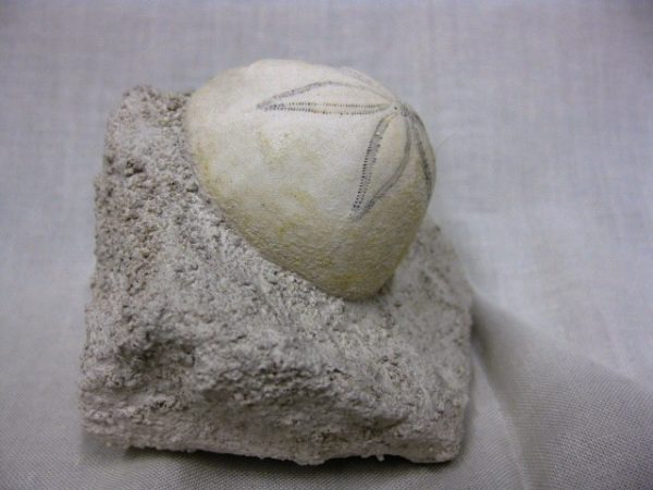 Genuine Oligocene Age Rhyncholampas Echinoid Fossils for Sale from Florida #5c