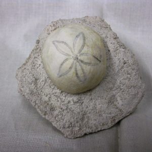 Genuine Oligocene Age Rhyncholampas Echinoid Fossils for Sale from Florida #6