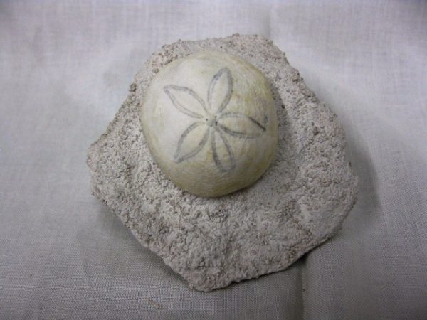 Genuine Oligocene Age Rhyncholampas Echinoid Fossils for Sale from Florida #6