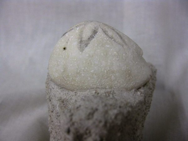 Genuine Oligocene Age Rhyncholampas Echinoid Fossils for Sale from Florida #6c