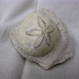 Genuine Oligocene Age Rhyncholampas Echinoid Fossils for Sale from Florida #7