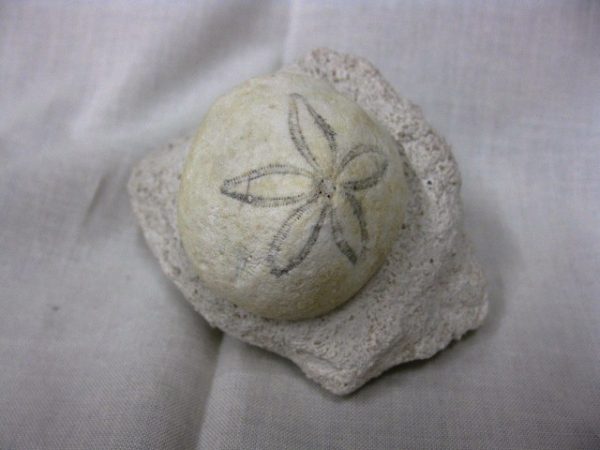 Genuine Oligocene Age Rhyncholampas Echinoid Fossils for Sale from Florida #7