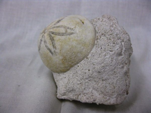 Genuine Oligocene Age Rhyncholampas Echinoid Fossils for Sale from Florida #7a