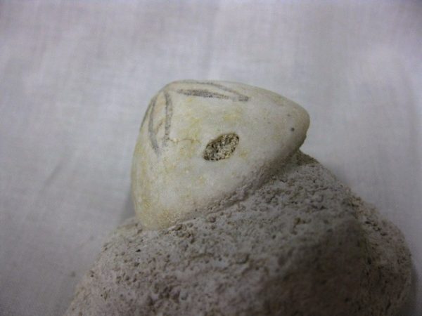 Genuine Oligocene Age Rhyncholampas Echinoid Fossils for Sale from Florida #7b