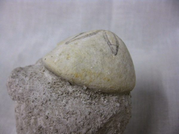 Genuine Oligocene Age Rhyncholampas Echinoid Fossils for Sale from Florida #7c