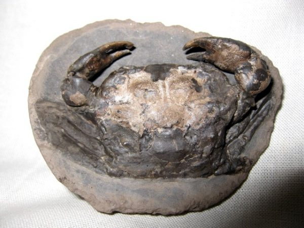 Genuine Oligocene Age Coeloma Denmark Crab Fossil for Sale #4b