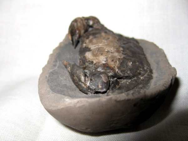 Genuine Oligocene Age Coeloma Denmark Crab Fossil for Sale #4d