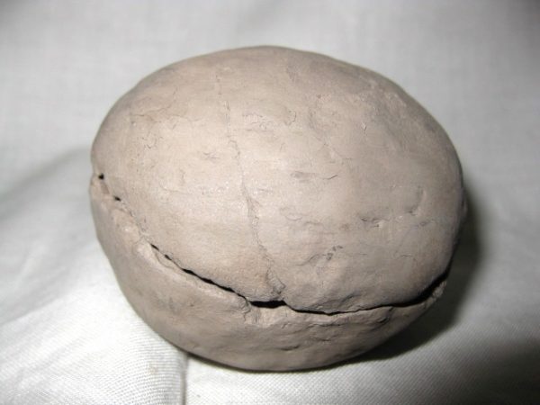 Genuine Oligocene Age Coeloma Denmark Crab Fossil for Sale #6a