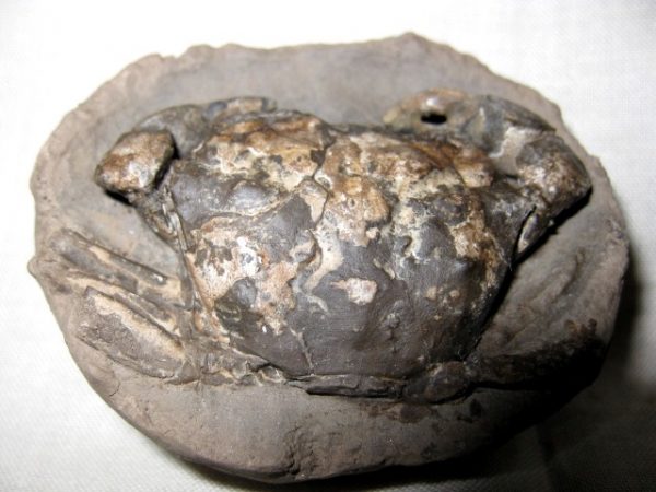 Genuine Oligocene Age Coeloma Denmark Crab Fossil for Sale #6b