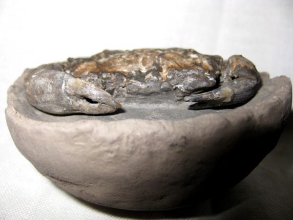 Genuine Oligocene Age Coeloma Denmark Crab Fossil for Sale #6d