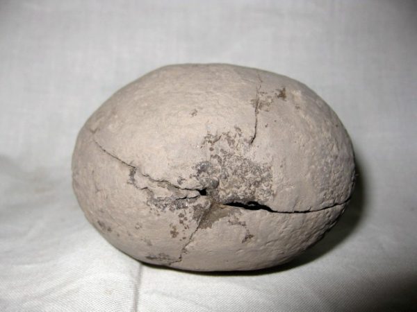 Genuine Oligocene Age Coeloma Denmark Crab Fossil for Sale #8a