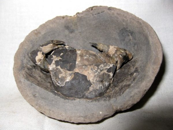 Genuine Oligocene Age Coeloma Denmark Crab Fossil for Sale #8b