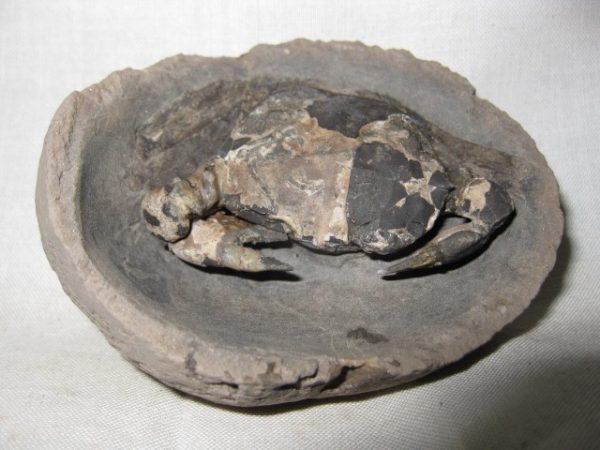 Genuine Oligocene Age Coeloma Denmark Crab Fossil for Sale #8c