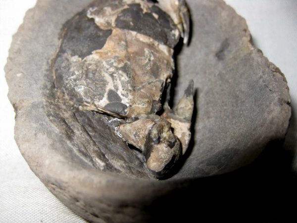 Genuine Oligocene Age Coeloma Denmark Crab Fossil for Sale #8f