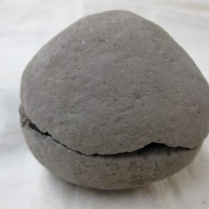 Genuine Oligocene Age Denmark Crab Fossil for Sale #19