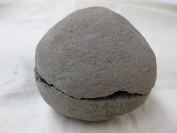 Genuine Oligocene Age Denmark Crab Fossil for Sale #19