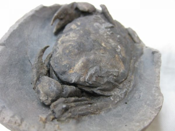 Genuine Oligocene Age Denmark Crab Fossil for Sale #19c