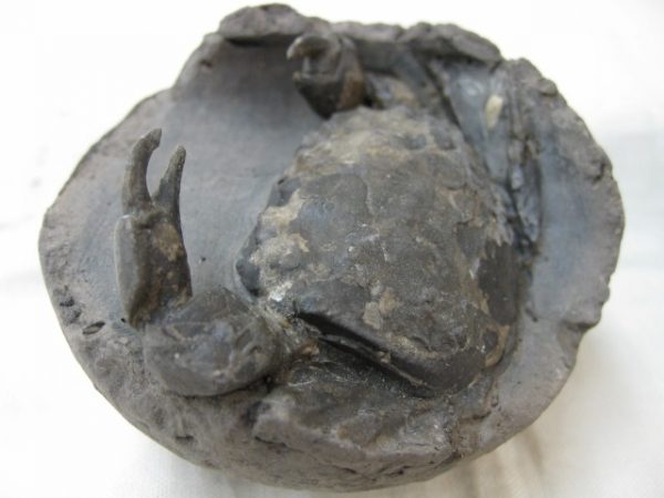 Genuine Oligocene Age Denmark Crab Fossil for Sale #22c