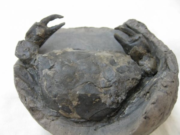 Genuine Oligocene Age Denmark Crab Fossil for Sale #22d