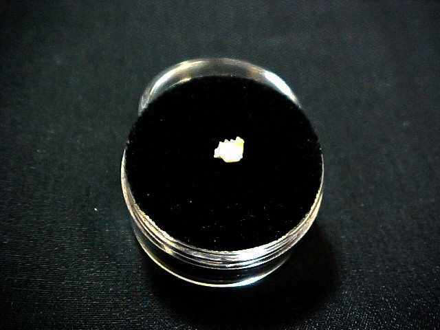 oligocene-peratherium-insectivore-tooth-5.jpg | Fossils for Sale