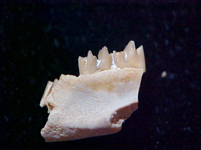 oligocene-peratherium-insectivore-tooth-6a.jpg | Fossils for Sale