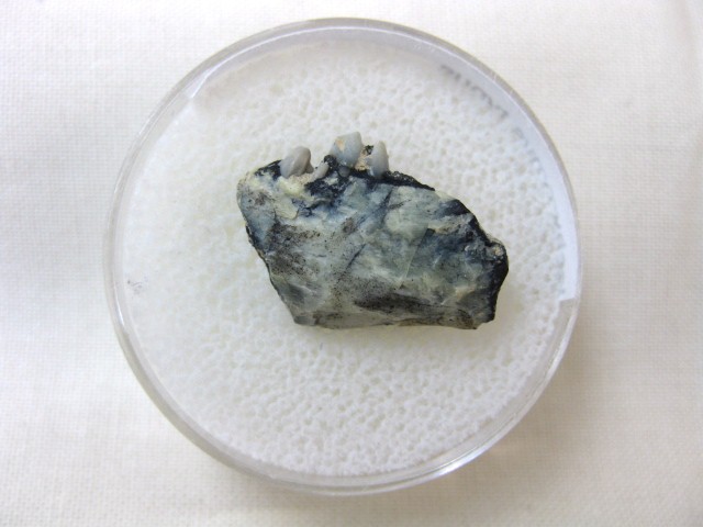 oligocene-south-dakota-ischyromys-jaw-6.jpg | Fossils for Sale Genuine Oligocene Age Ischyromys Rodent Jaw Section For Sale #6