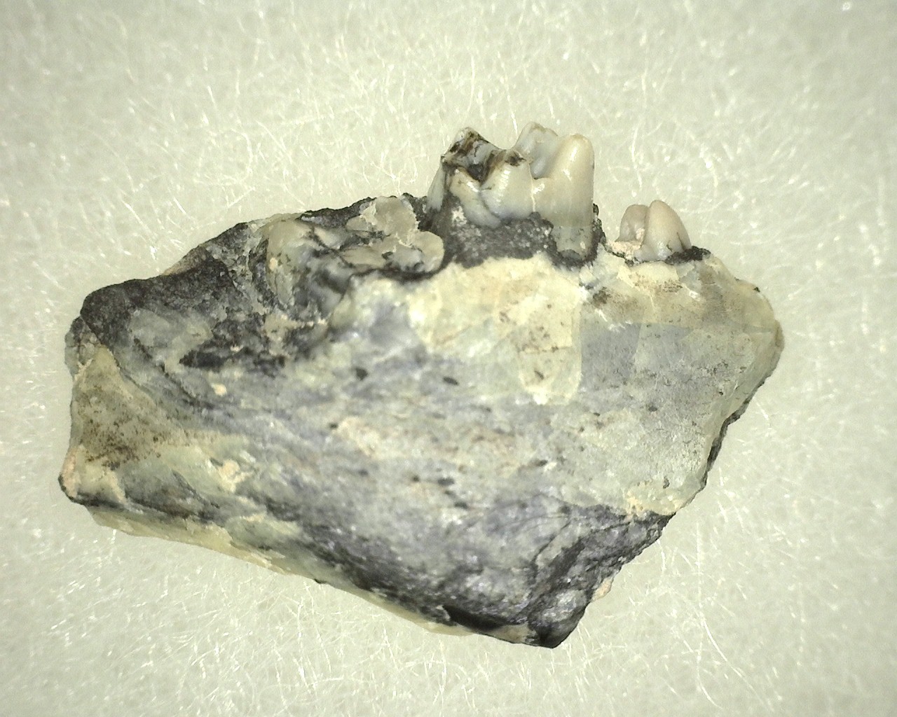 oligocene-south-dakota-ischyromys-jaw-6a.jpg | Fossils for Sale Genuine Oligocene Age Ischyromys Rodent Jaw Section For Sale #6a