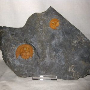 Genuine Ordovician Nankinolothus Trilobite #1 for Sale