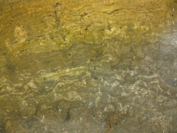 New York Stromatolite #4 - Image 2